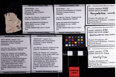 Foto (Objket + Etiketten) von Mesogalathea striata (Remes) 